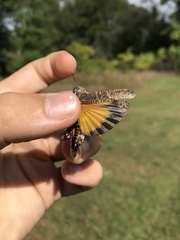 Arphia pseudonietana