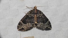 Ecliptopera silaceata
