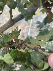 Disholcaspis mellifica