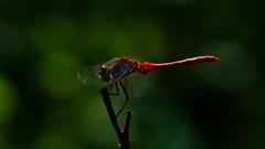 Sympetrum internum