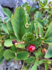 Lonicera alpigena