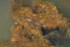 Austroagrion watsoni