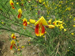Cytisus scoparius