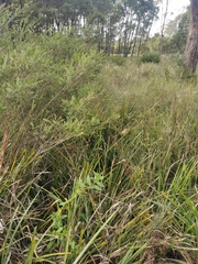 Billardiera heterophylla