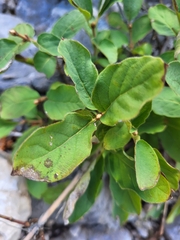 Lonicera alpigena