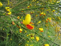 Cytisus scoparius
