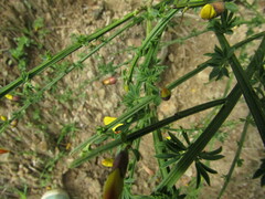 Cytisus scoparius