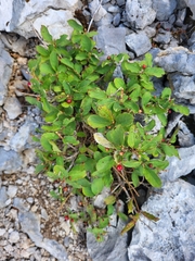 Lonicera alpigena