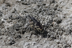 Cicindela tenuicincta