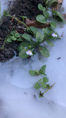 Mazus pumilus