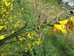 Cytisus scoparius