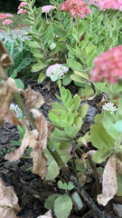 Hylotelephium maximum × spectabile