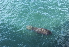 Trichechus manatus latirostris