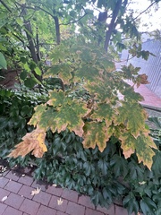 Xylella fastidiosa