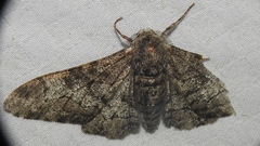 Biston betularia