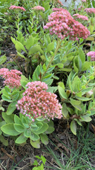 Hylotelephium maximum × spectabile