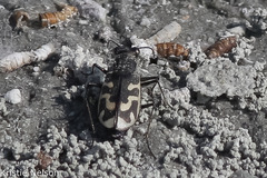 Cicindela tenuicincta
