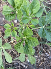 Cleome gynandra