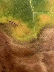 Xylella fastidiosa