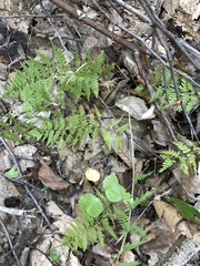 Athyrium asplenioides