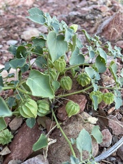 Physalis hederifolia
