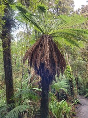 Dicksonia fibrosa