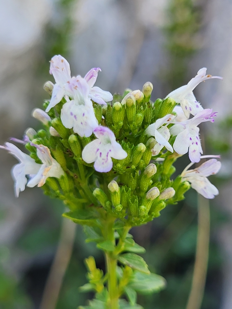 Clinopodium album