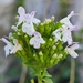 Clinopodium album - Photo (c) Jacek Pietruszewski, some rights reserved (CC BY), uploaded by Jacek Pietruszewski