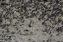 Cicindela tenuicincta