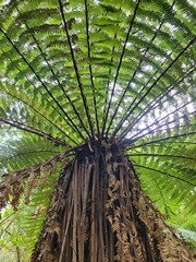 Dicksonia fibrosa