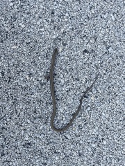 Ophisaurus attenuatus