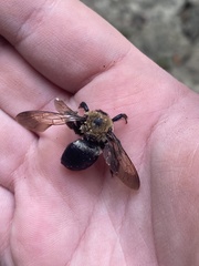 Xylocopa virginica virginica