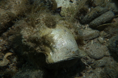 Pinctada albina