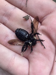 Xylocopa virginica virginica