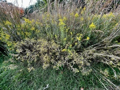 Coleosporium solidaginis