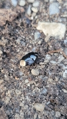 Pangaeus bilineatus