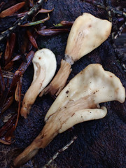 Spathulariopsis velutipes
