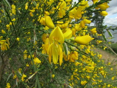 Cytisus