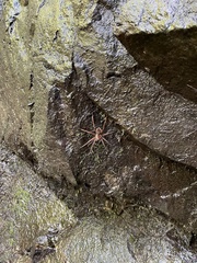 Dolomedes vittatus