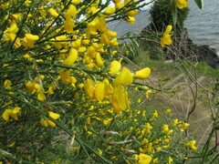 Cytisus