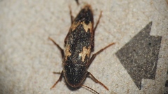 Dircaea liturata