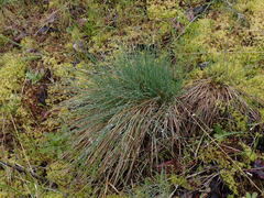 Festuca roemeri