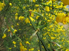 Cytisus