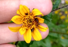 Simsia amplexicaulis