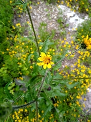 Simsia amplexicaulis