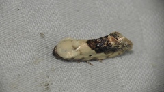 Ponometia erastrioides