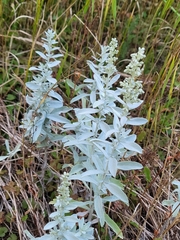 Artemisia stelleriana