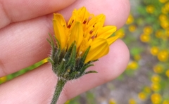 Simsia amplexicaulis