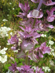 Salvia sclarea