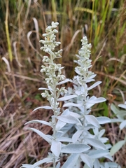 Artemisia stelleriana